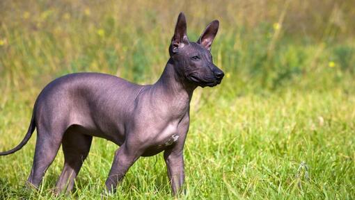 Mexican hairless best sale dogs for adoption